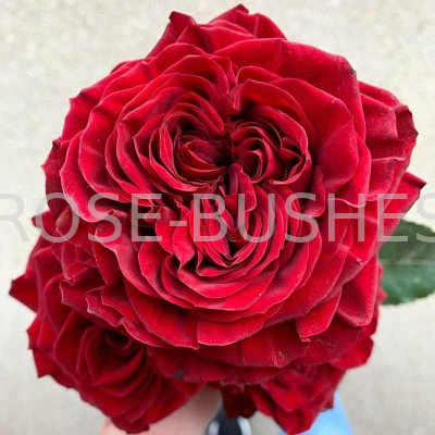 ����� ���. Mayras Red. (��, ����.)